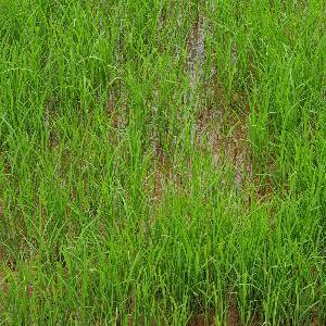 Red Rice Pack 25 kg - Bag Food Care INDIA