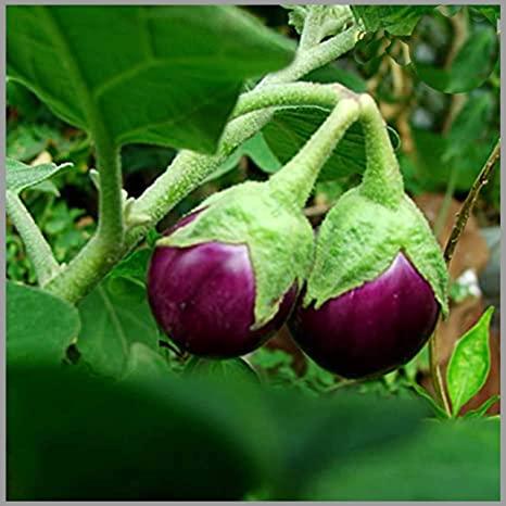 Brinjal Purple Round Seed Food Care INDIA