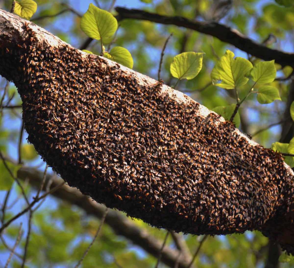 Royal Bee Brothers | Al-Mahnoor Kashmiri Honey | Food Care INDIA