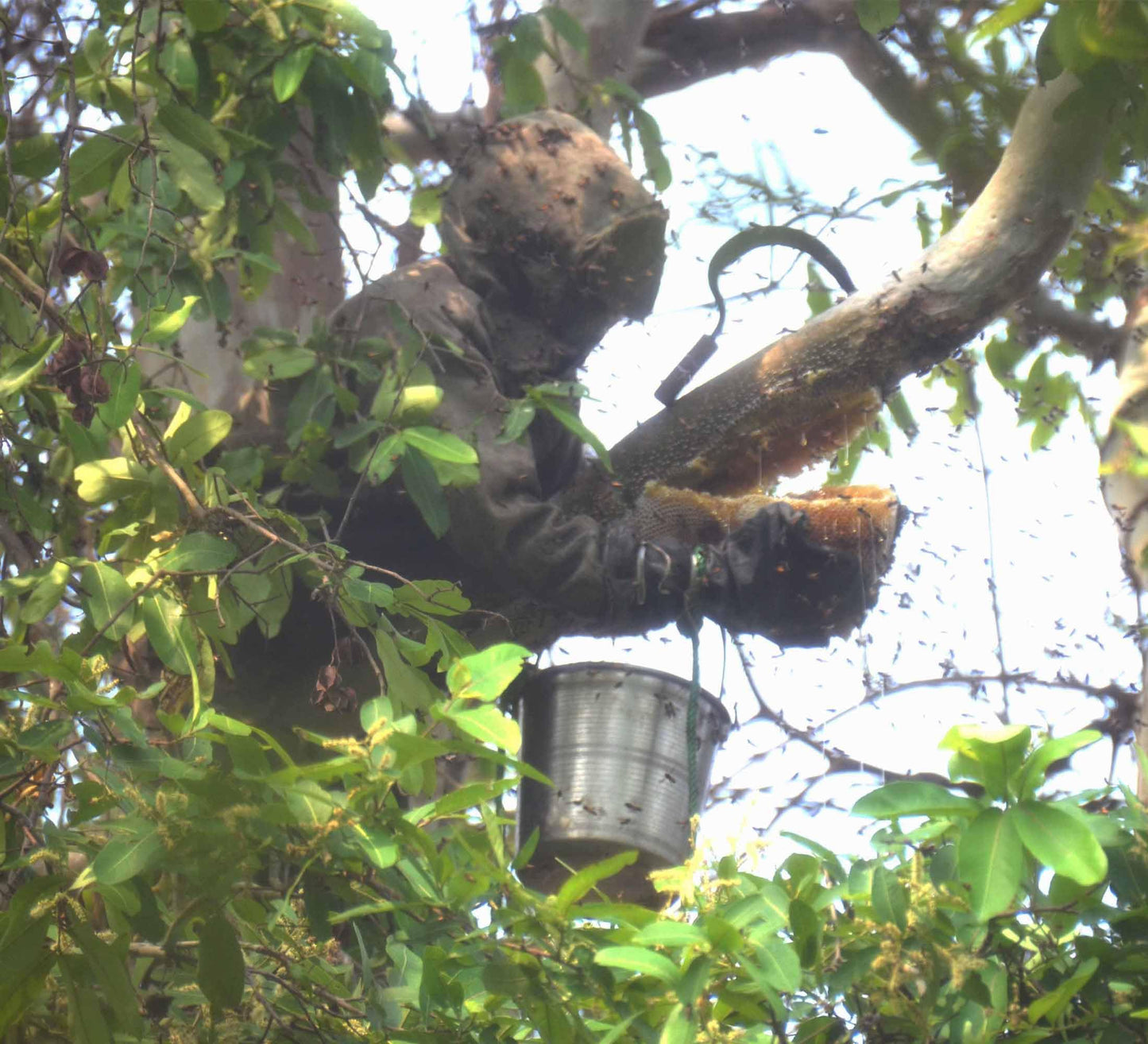 Royal Bee Brothers | Al-Mahnoor Kashmiri Honey | Food Care INDIA