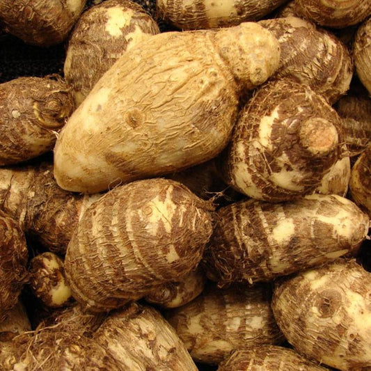 Colocasia Seed (selected) -10kg - Food Care INDIA