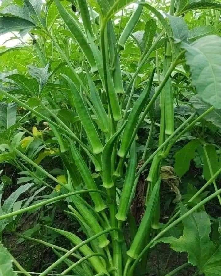 TREE LADIES FINGER SEED Food Care INDIA