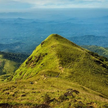 Food Care Local Delivery