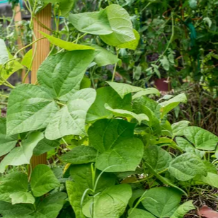 Bean seeds Pack - Free Food Care INDIA