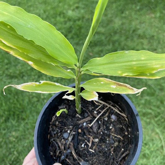 Ginger Seed (Selected)