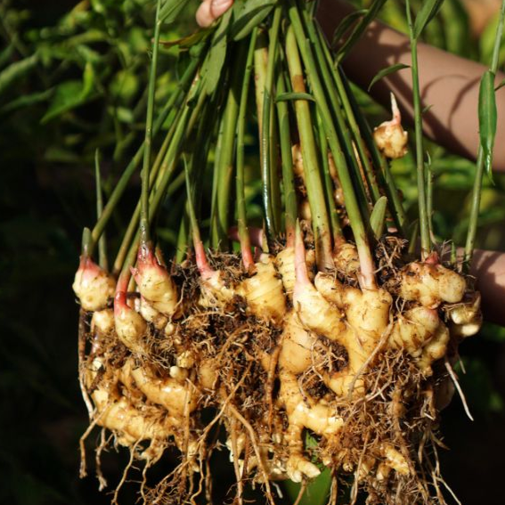 Sprouted ginger seeds + kitchen garden grow bag