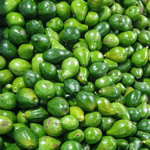 Avocado fruit 5 Kg Box Food Care INDIA