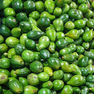 Avocado fruit 10 kg Box Food Care INDIA