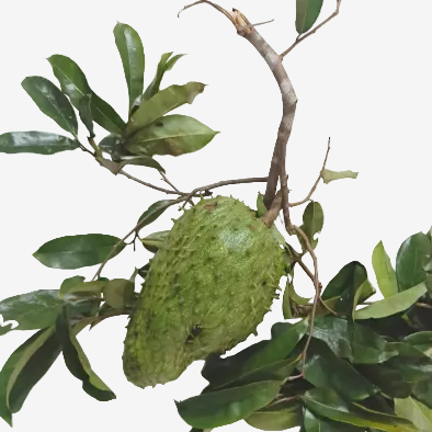 Soursop ,Mullu Seetha Pazham, Mullatha , Mullu Chakka, Hanuman Phal, Lakshman Phal 4.Kg Pack Food Care INDIA