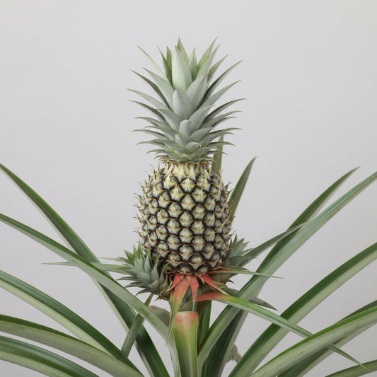 Pineapple Food Care INDIA Market