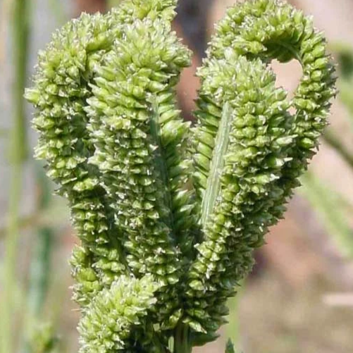 finger Millet