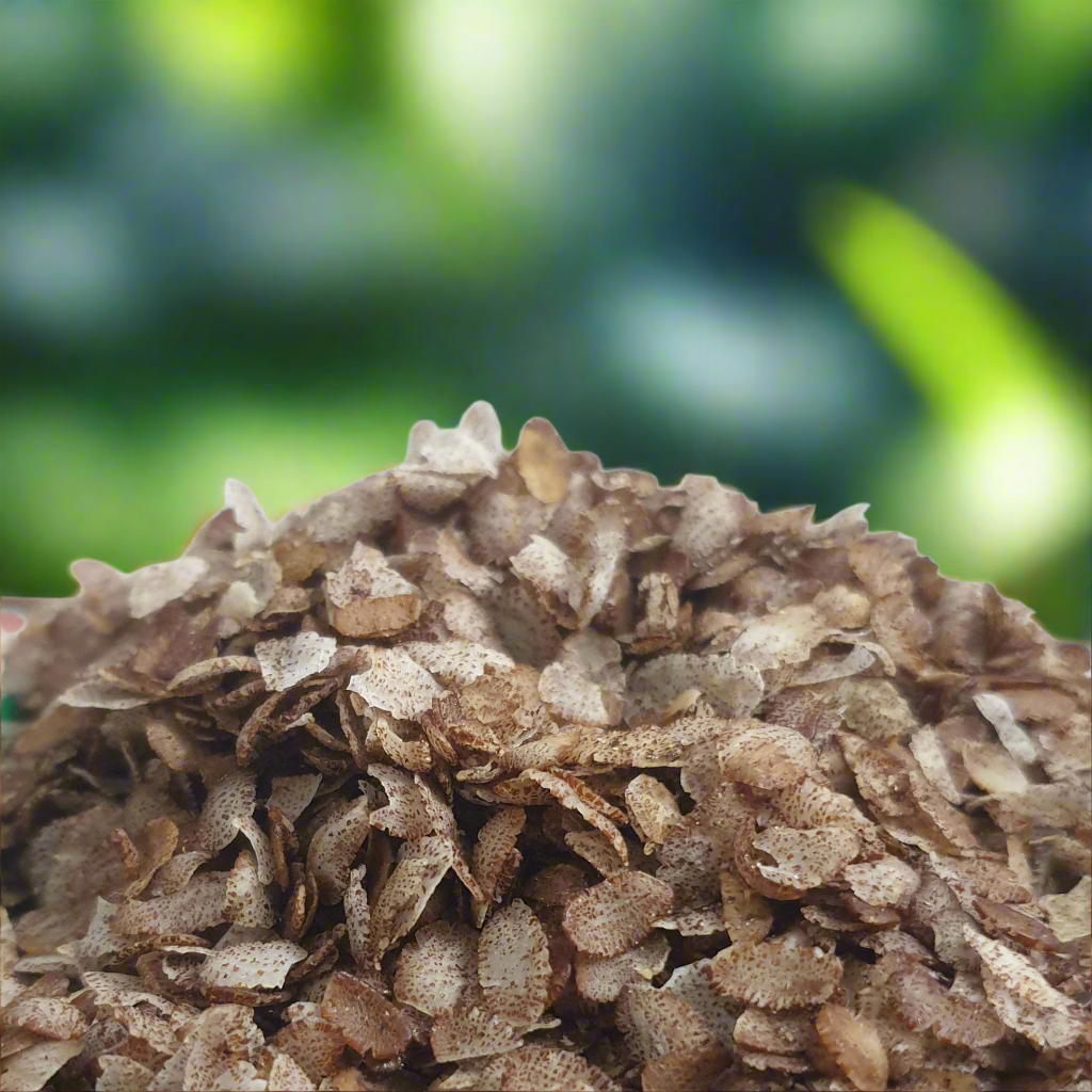 benefits of Rakthashali