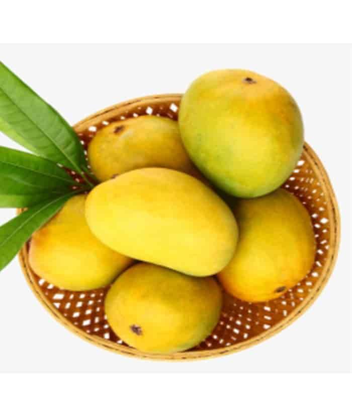 Mango (Selam) Food Care INDIA Market