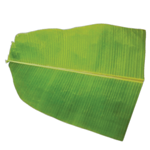 Banana Leaf 50 pieces - Sadhya ila