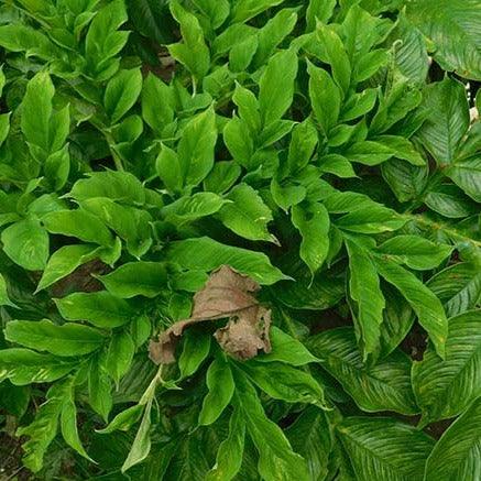 Kanda Elephant Foot Yam Suran