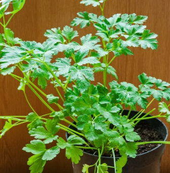 Coriander seed Pack Food Care INDIA