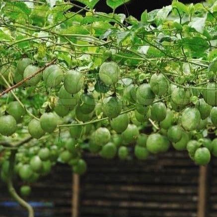 Passion fruits 3.5.Kg Pack Food Care INDIA