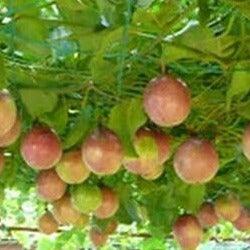 Passion Fruits - Purple 4 Kg total Pack up to 5 kg Food Care INDIA