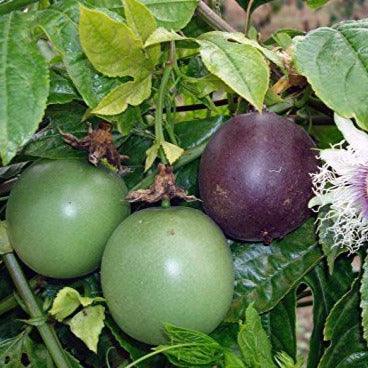 Passion Fruits - Purple 4 Kg total Pack up to 5 kg Food Care INDIA
