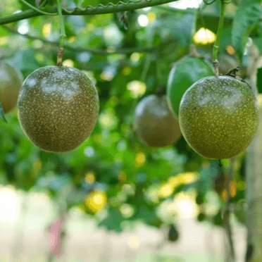 Passion fruits 3.5.Kg Pack Food Care INDIA