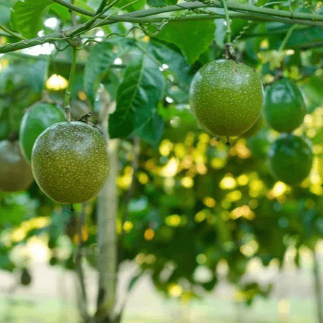 Passion fruits
