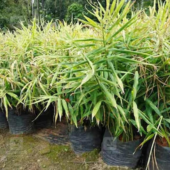Sprouted ginger seeds + kitchen garden grow bag Food Care INDIA