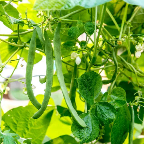 Bean seeds Pack - Free Food Care INDIA