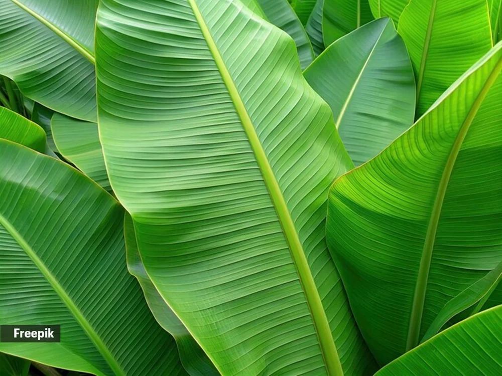 Banana Leaf Food Care INDIA