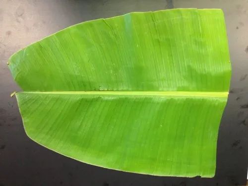 Banana Leaf Food Care INDIA