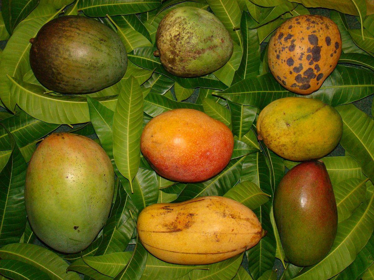 Variety of mango fruit Pack -4kg Food Care INDIA