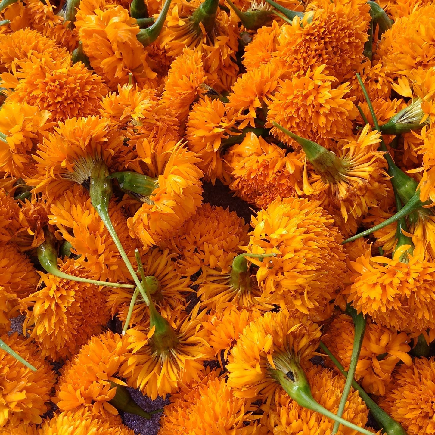 Flowers One Food Care INDIA