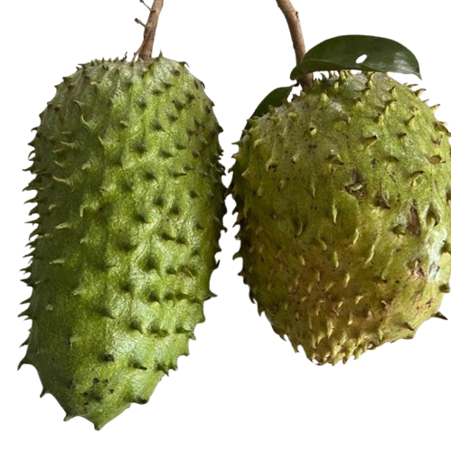 Soursop ,Mullu Seetha Pazham, Mullatha , Mullu Chakka, Hanuman Phal, Lakshman Phal 4.Kg Pack