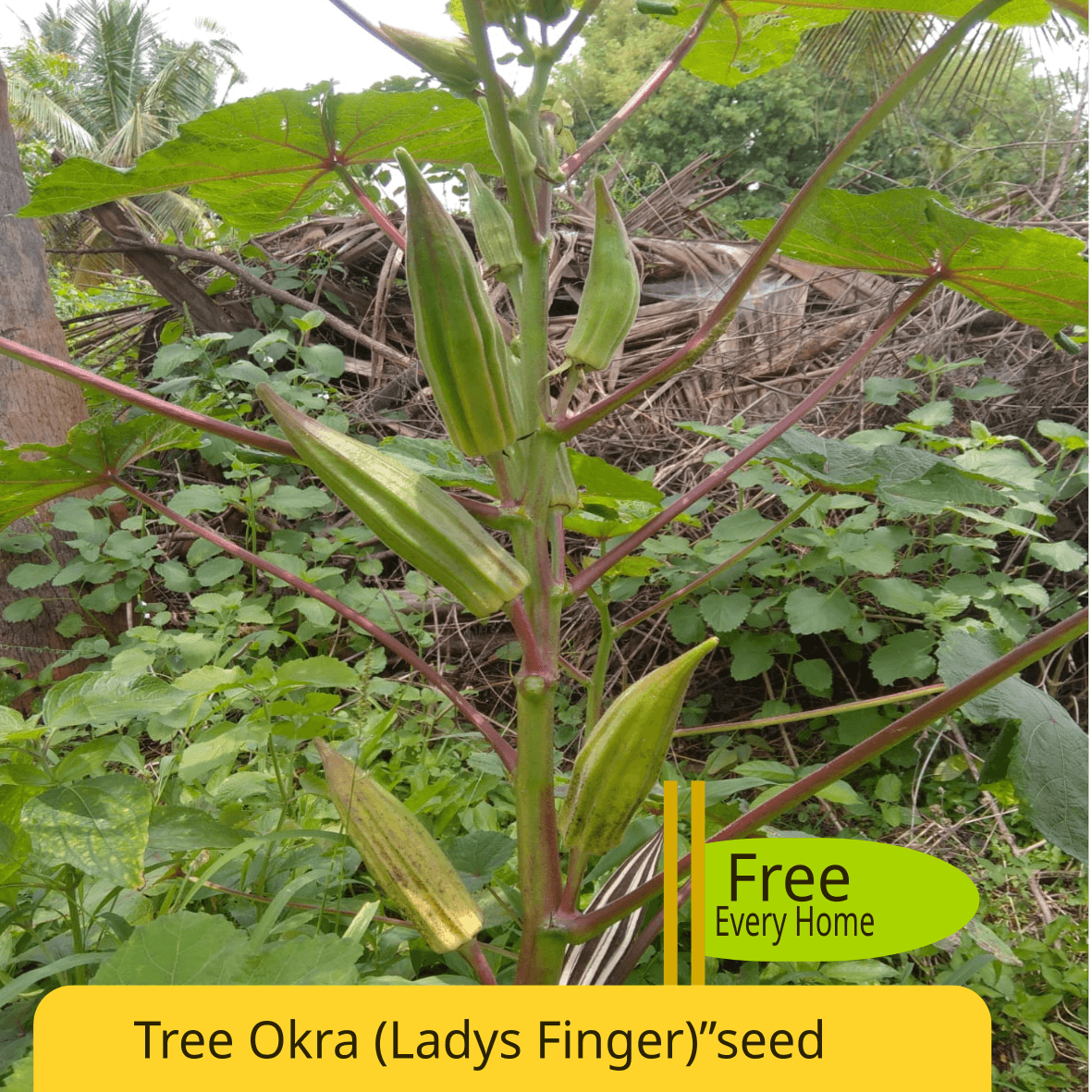 TREE LADIES FINGER SEED Food Care INDIA