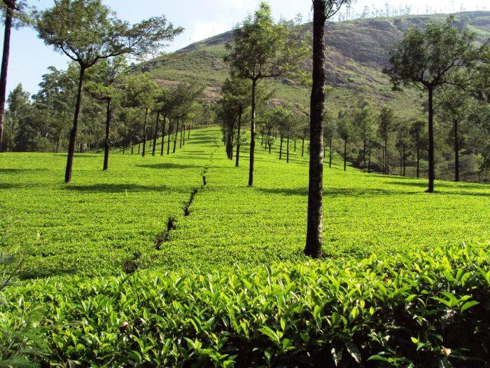 Fresh Wayanad Tea Food Care