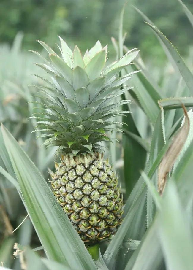 Pineapple (Maurituis) green Food Care INDIA Market