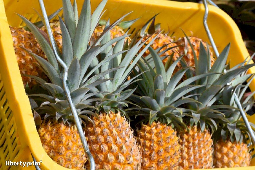 Pineapple (Maurituis) Food Care INDIA Market
