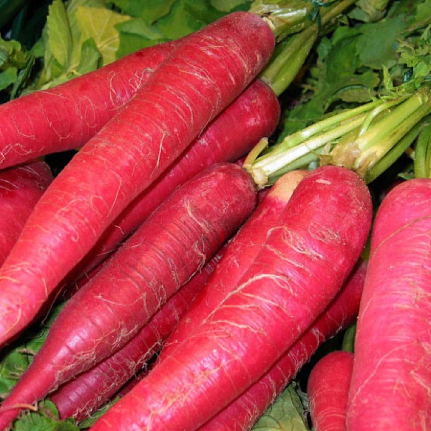 RADISH RED Food Care INDIA Market