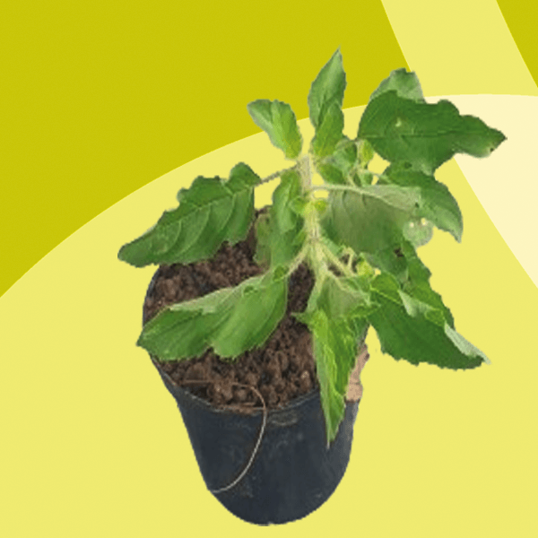 Krishna Tulsi Seed Pack Food Care INDIA