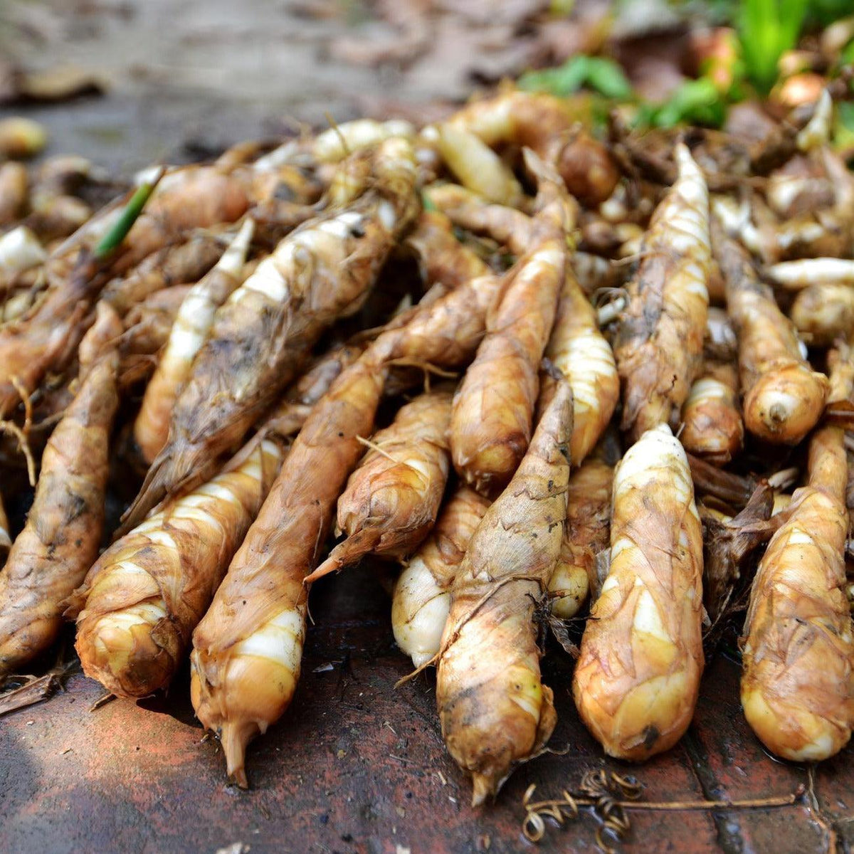 Arrowroot - seeds (selected) Food Care INDIA