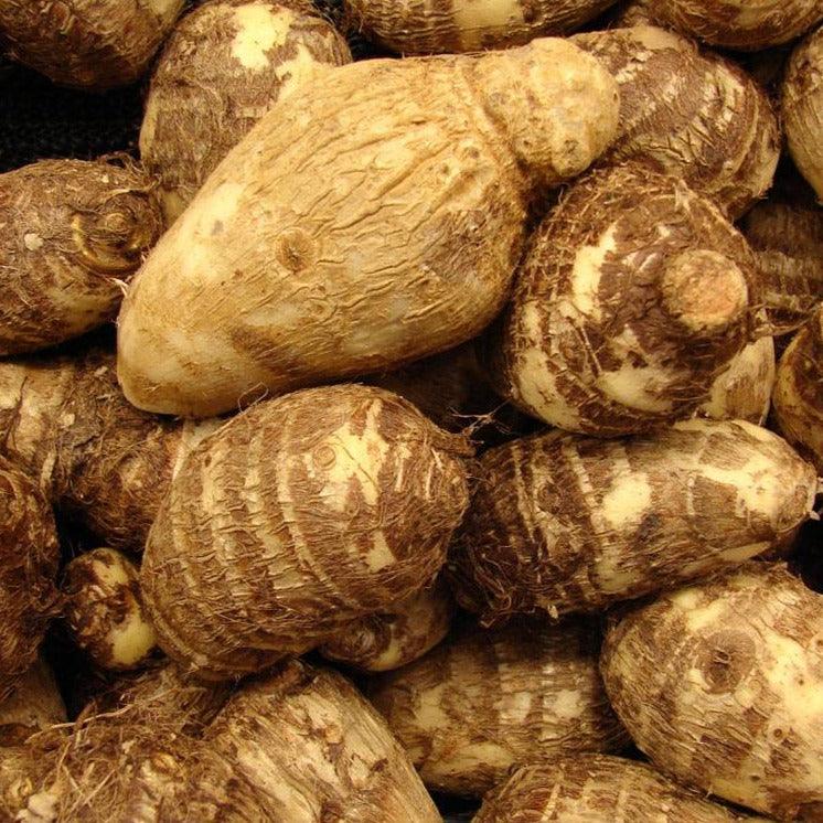 Colocasia Seed (selected) -10kg - Food Care INDIA