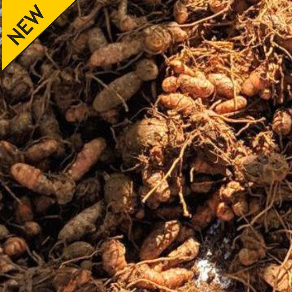 Lakadong Turmeric Seed 1Kg Pack Food Care INDIA
