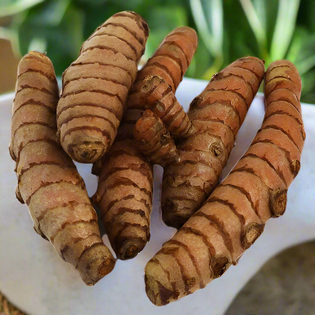 turmeric plant seeds Turmeric seeds 2-5kg Bag (selected) – Food Care INDIA