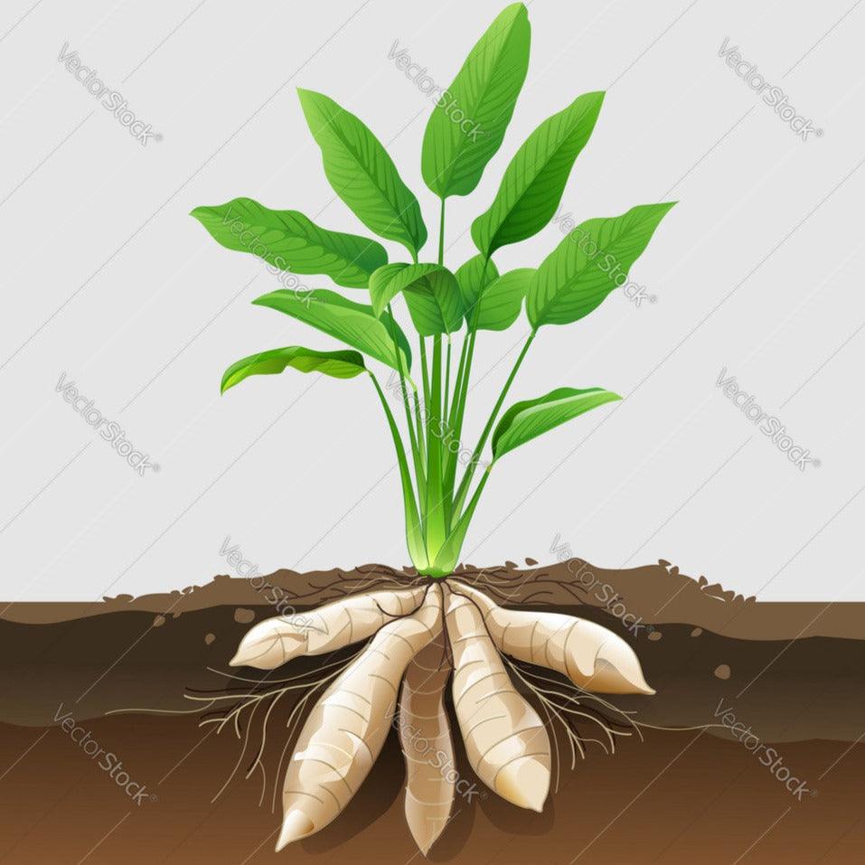 Arrowroot - seeds (selected) Food Care INDIA