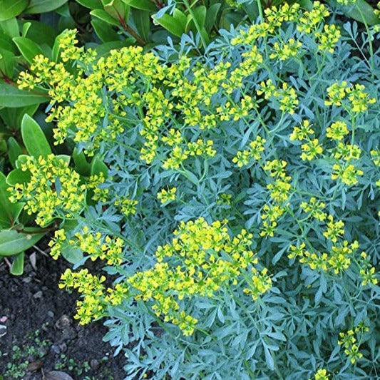 Arutha Oil -50ml(100gm pack)