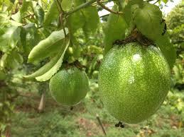 Passion fruits - 25 kg (Wholesale Box ) - Food Care INDIA