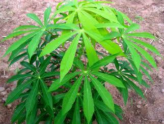 Tapioca Sticks( Planting Materials ) -25 Stick - Food Care INDIA