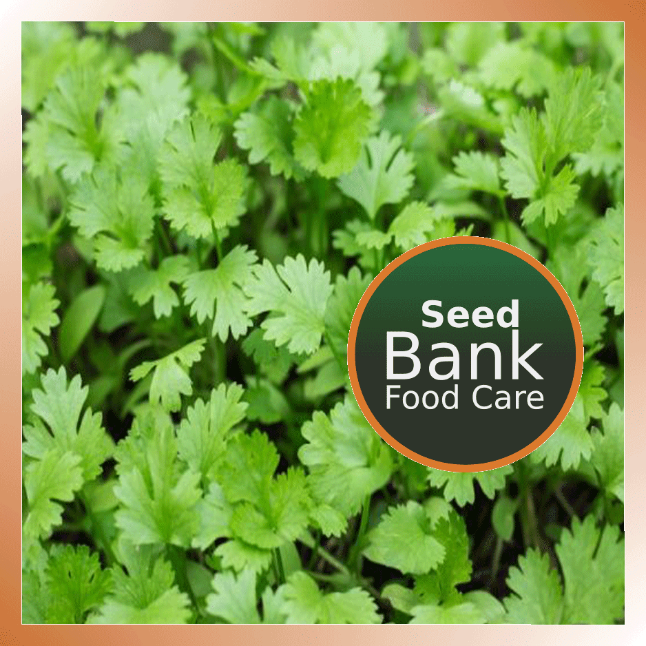 Coriander seeds - Food Care INDIA