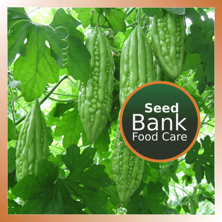 Bitter Gourd Seeds - Food Care INDIA