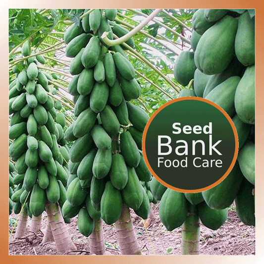 Red Lady Papaya seeds - Food Care INDIA