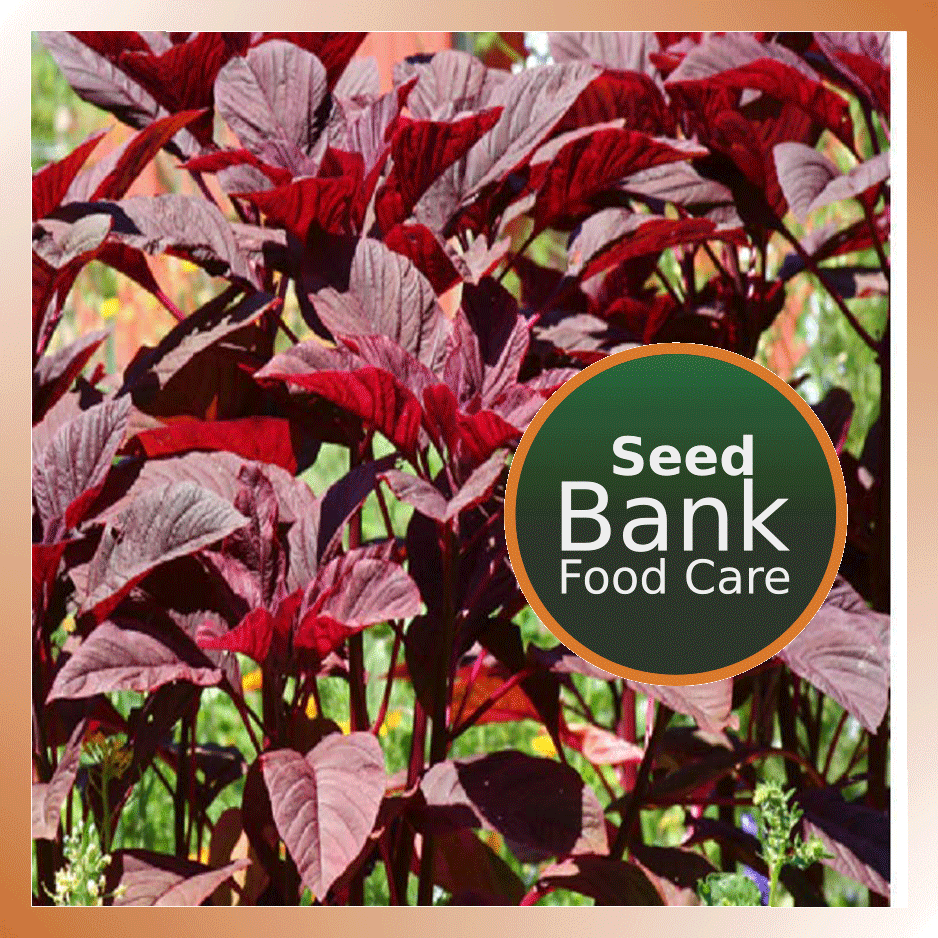 Amaranthus Seeds Red - Food Care INDIA